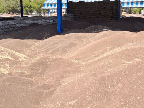 ਡੈੱਡਰੀ ਅਨਾਜ ਦੀ ਮਾਰਕੀਟ ਵਿੱਚ ਸਰ੍ਹੋਂ ਦੇ iles ਾਲ ਅਤੇ ਰਾਈ ਨੂੰ ਖੋਹ ਰਹੇ ਹੋ.