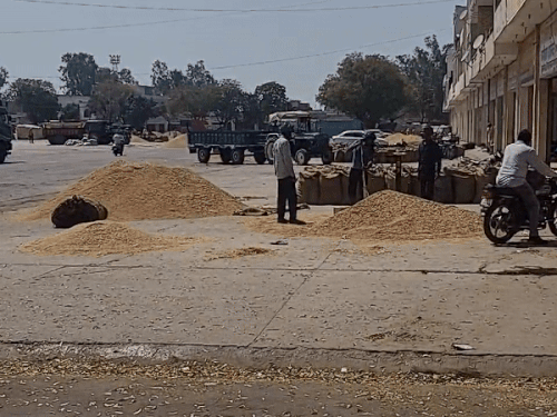 ਅਨਾਜ ਦੀ ਮਾਰਕੀਟ ਵਿੱਚ ਅਨਾਜ ਦੀ ਸਫਾਈ ਕਰਨ ਵਾਲੇ ਕਰਮਚਾਰੀ