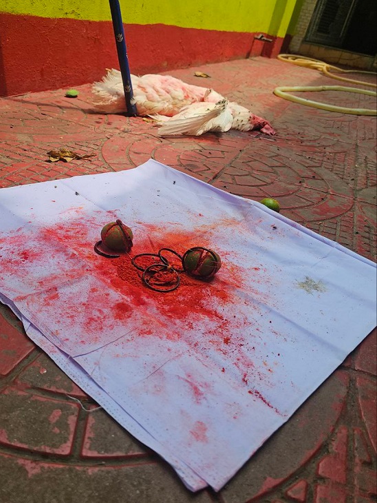 घर के अंदर पड़ा कटा मुर्गा और जादू-टोने का सामान