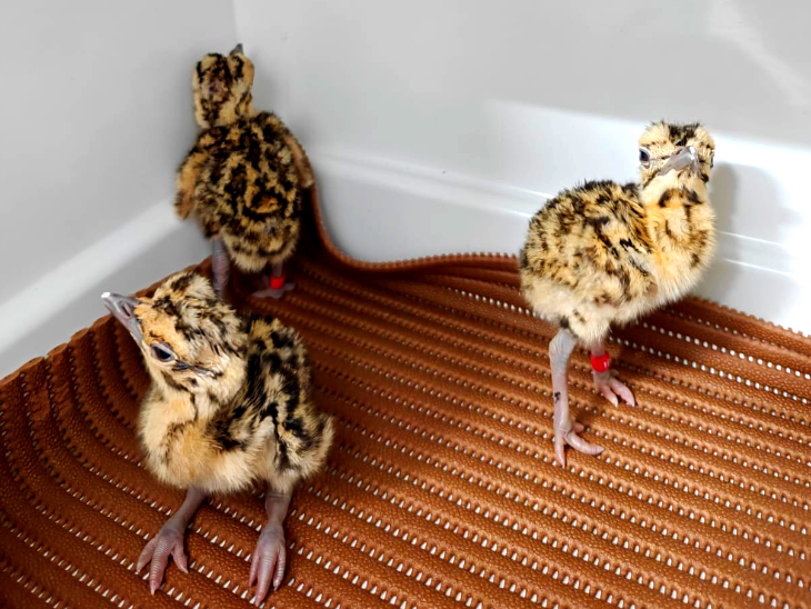 Good news came from Jaisalmer's Great Indian Bustard Breeding