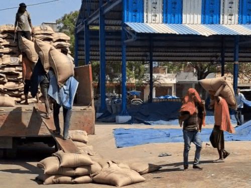 ਡੈੱਡਰੀ ਅਨਾਜ ਦੀ ਮਾਰਕੀਟ ਵਿਚ ਰਾਈ ਦਾ ਰਾਈ ਦਾ ਰੁਝੇਵਿਆਂ ਵਿਚ ਲੱਗੇ ਹੋਏ ਕਰਮਚਾਰੀ.