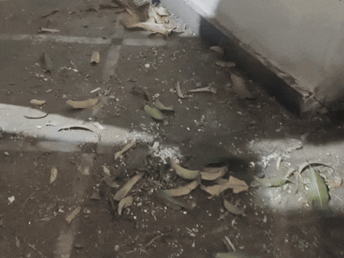 ग्रेनेड हमले के बाद मौके पर बना खड्डा और पूर्व मंत्री कालिया के घर में बिखरा पड़ा सामान। - Dainik Bhaskar