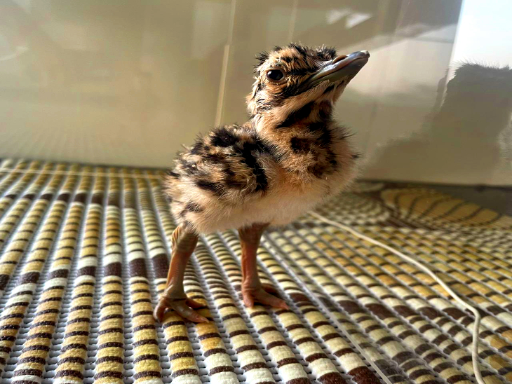 The first good news came from Ramdevra breeding center