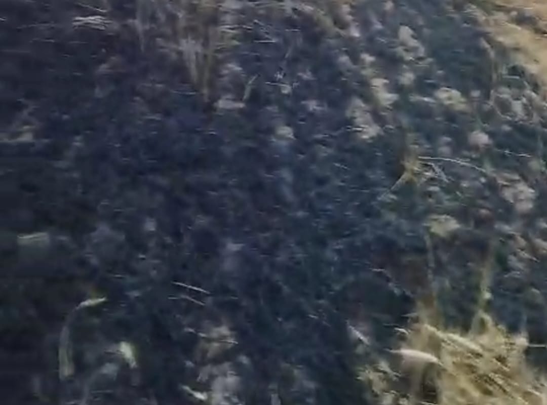 ਸੜ ਕੇ ਕਿਸਾਨ ਦੀ ਅੱਧਾ ਕਿਲ੍ਹਾ ਦੀ ਫਸਲ ਤਬਾਹ ਹੋ ਗਈ.