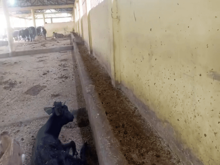 गोशाला में गायों के लिए भूसा भी नहीं मिला।