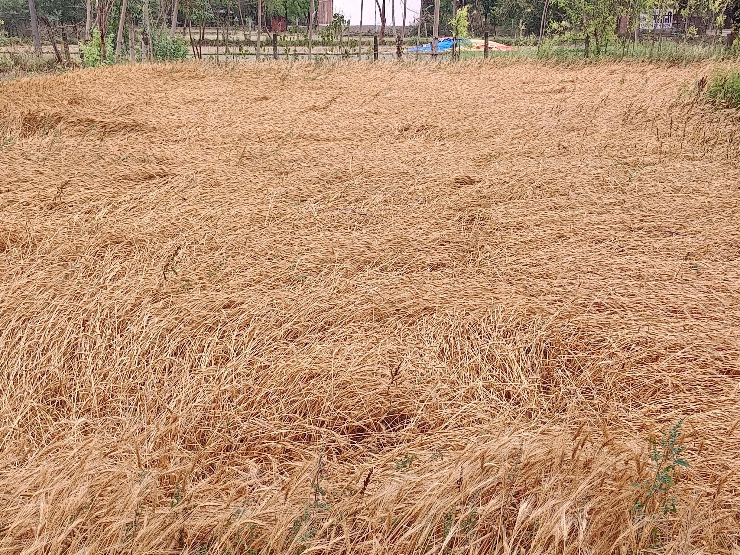 Unseasonal rains in Bawan damage the prepared crops