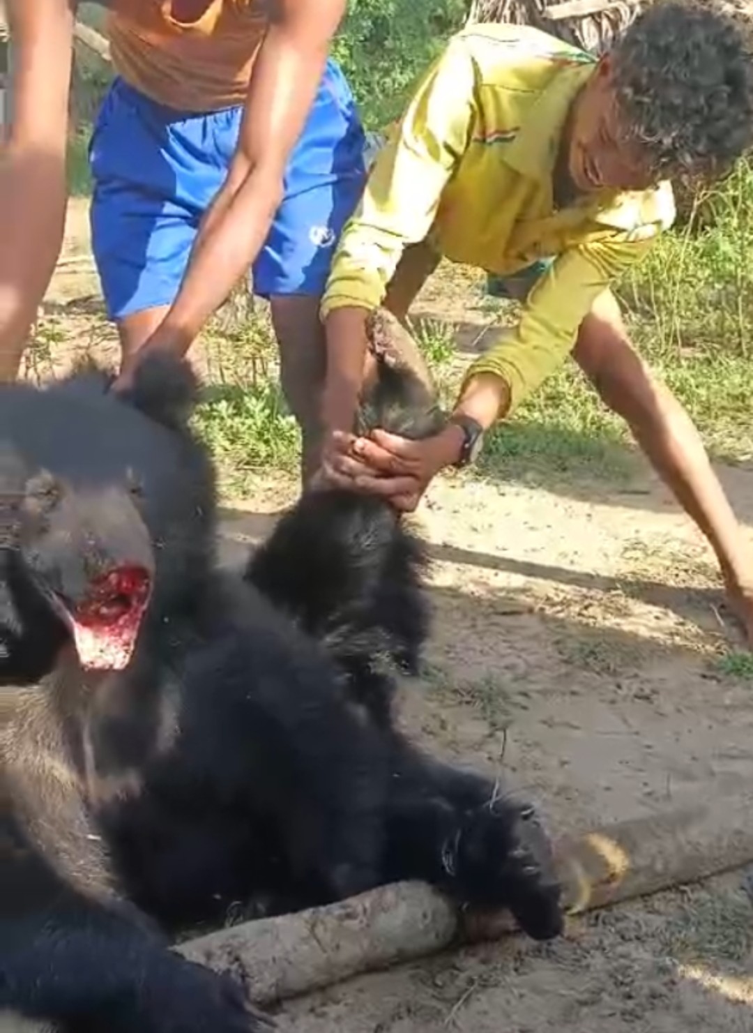 भालू की इतनी पिटाई की गई कि उसका मुंह तोड़ दिया गया, पैर को लकड़ी से बांधा गया।