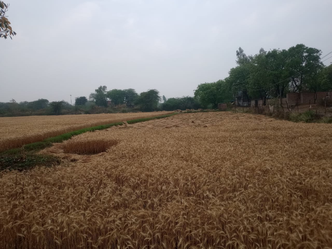 Weather hits farmers in Sareni | सरेनी में किसानों पर मौसम की मार ...