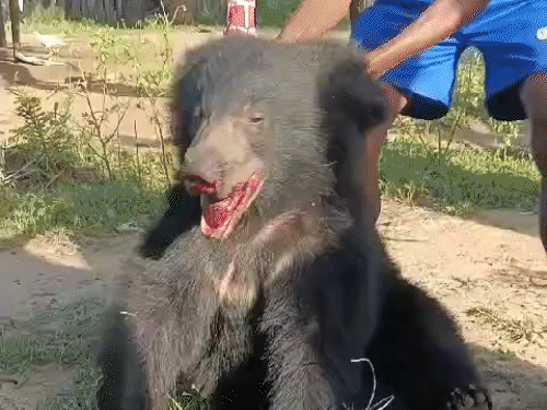 भालू के साथ क्रूरता का वीडियो सोशल मीडिया पर वायरल हो रहा है। भालू के बाल खींचता हुआ युवक।