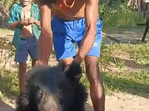 ग्रामीण की पिटाई से भालू का जबड़ा टूट गया, खून बहता रहा। लोग उसे पीटते रहे।