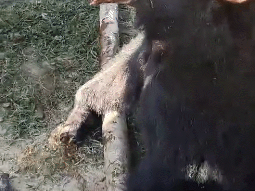 इस तरह तार और लकड़ी से बांधा गया और पंजों को एक शख्स नोचते दिखा।