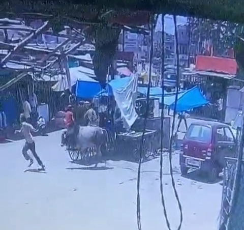 सांड से बचने के लिए बुजुर्ग भागा। लेकिन सांड ने पीछा कर पटक दिया।