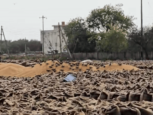 ਸੋਨੀਪਤ ਦੀ ਅਨਾਜ ਦੀ ਮਾਰਕੀਟ ਬਾਜ਼ਾਰ ਵਿਚ ਹਜ਼ਾਰਾਂ ਏਕੜ ਦੀ ਕਣਕ