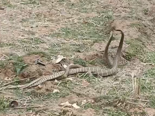 ग्रामीणों का कहना था कि सांप के जोड़े को देखना शुभ संकेत होता है। - Dainik Bhaskar
