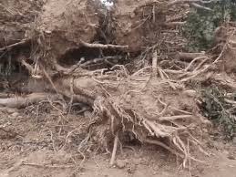 Panipat Village Manana Tree Cutting Case Update; NGT| Samalkha Haryana ...