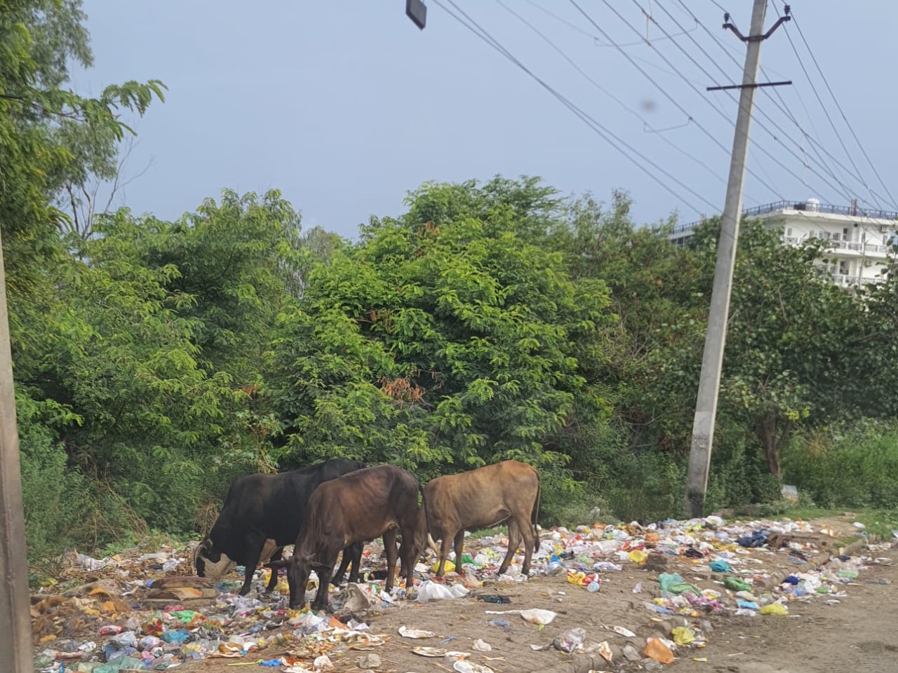 पंचकूला में कचरे में मुंह मारते हुए बेसहारा गोवंश।