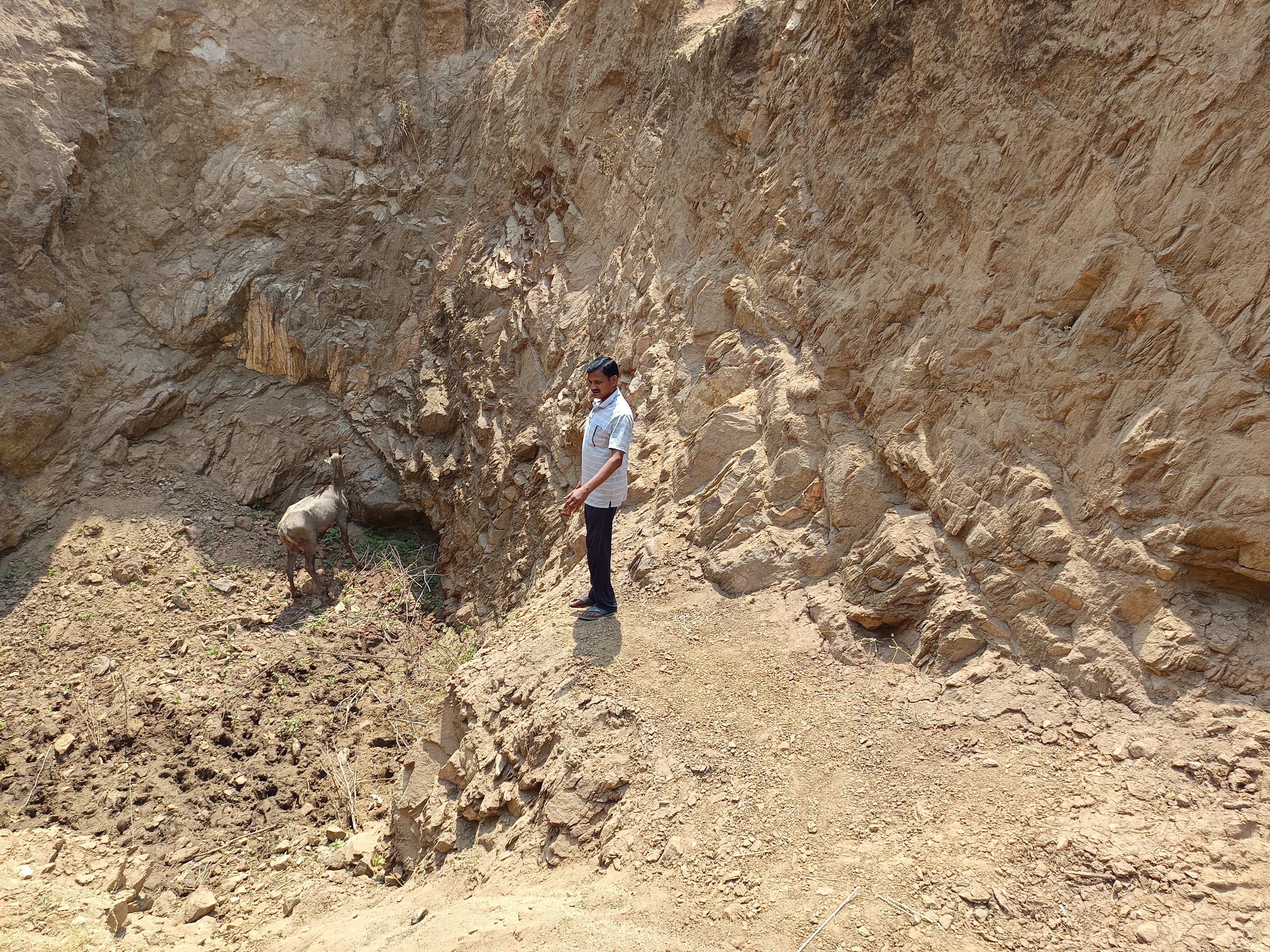 Nilgai fell into an incomplete well in Renukote | रेनूकोट में अधूरे कूप ...