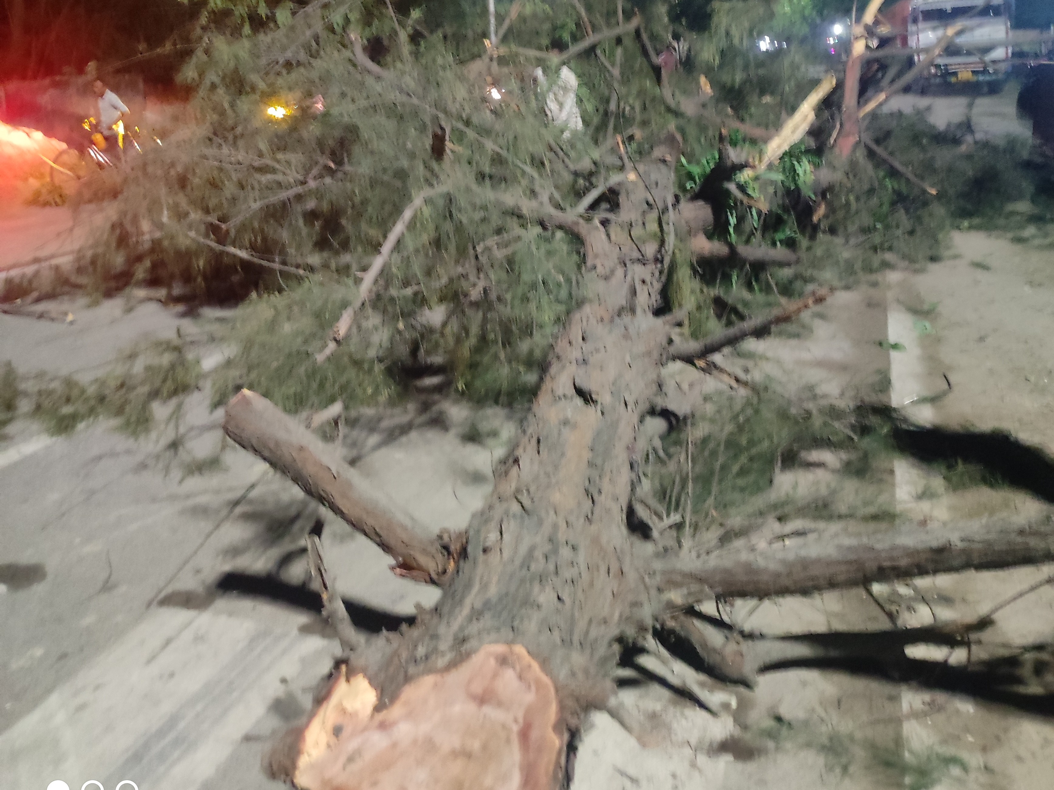 A tree fell on the road due to strong storm in Amethi