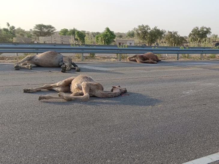 हादसे के बाद भारतमाला हाईवे पर जगह-जगह ऊंटों के शव पड़े देखे गए