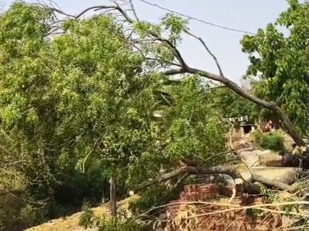 A tree fell on the power line due to the storm