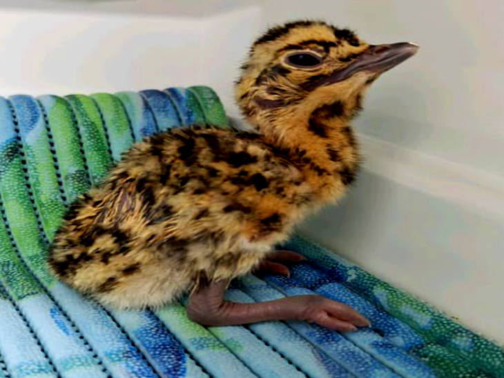 Third Great Indian Bustard born using AI technology in Jaisalmer