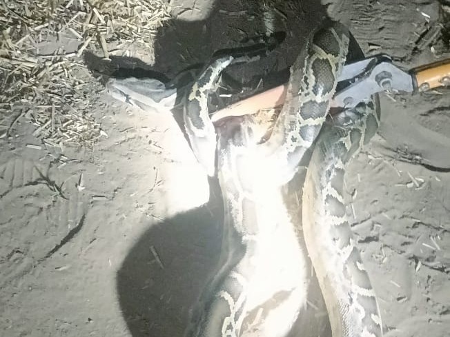 7 feet long python found in a tin shed in Hasanpur