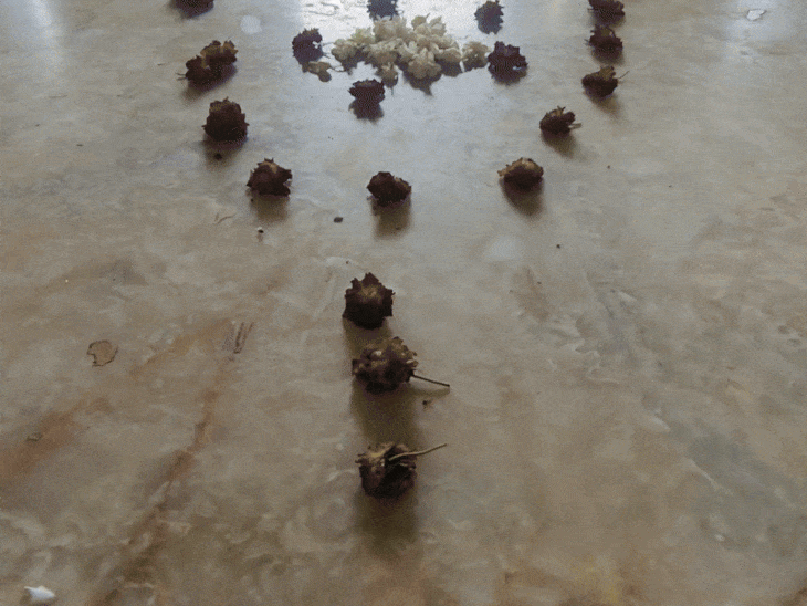 पूर्व में छोटे रोजे शरीफ का स्थान कुछ इस तरह का था।