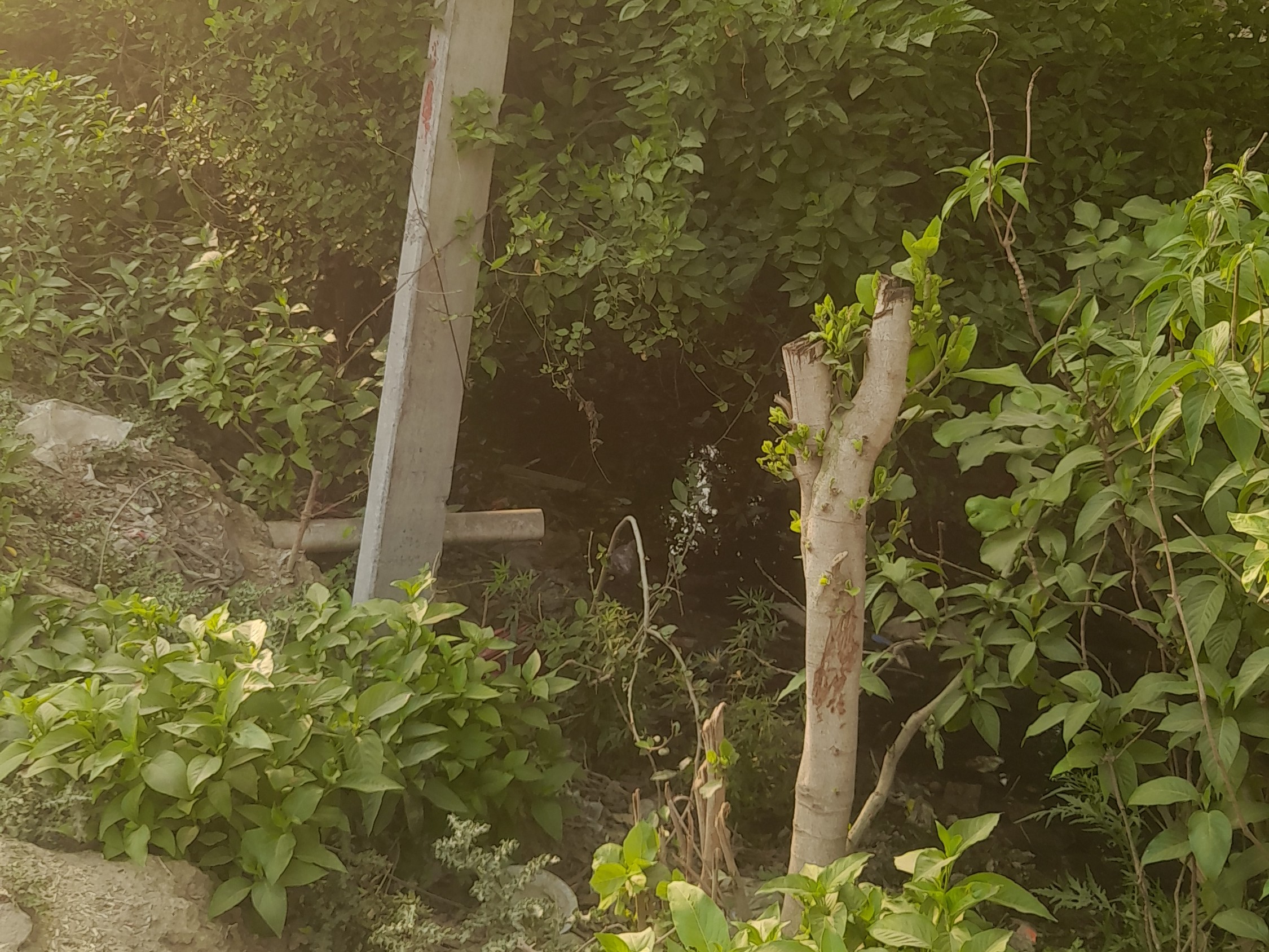 Danger from dilapidated electric poles in Jarauli