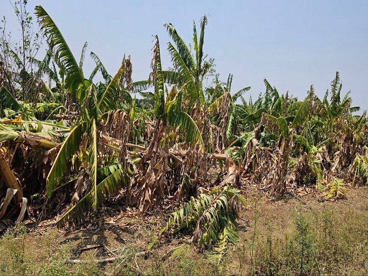 The storm and rain destroyed hundreds of acres of crops | आंधी बारिश ने कई  सौ एकड़ फसल की बर्बाद: फलों की पैदावार करने वाले किसानों को करोड़ों का  नुकसान - durg-bhilai