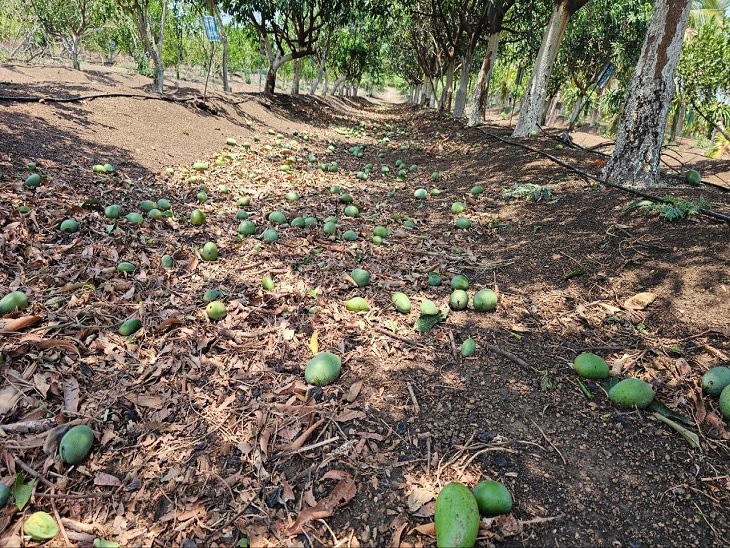 पकने से पहले आम टूट कर गिरे