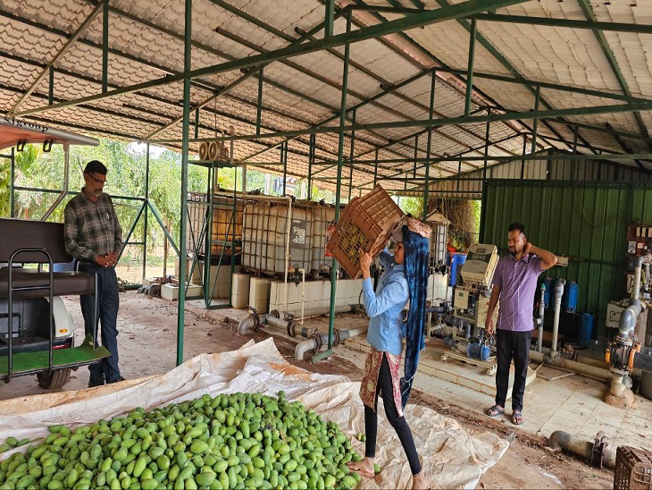 कच्चे आम समेटकर बाजार भेजने की तैयारी