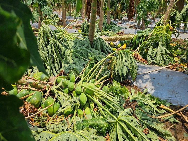 फलों की फसल के नुकसान का आकलन कर रहे उद्यानिकी अधिकारी