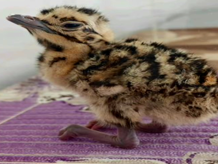Four new Great Indian Bustard guests were born in Jaisalmer