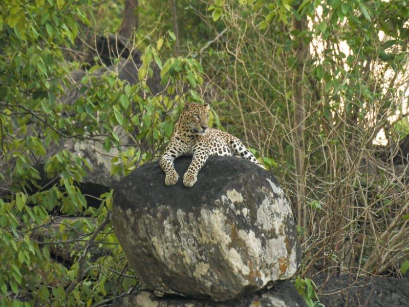 शनिवार दोपहर तेंदुए को खुलेआम पहाड़ की ढलानों पर घूमते देखा गया।