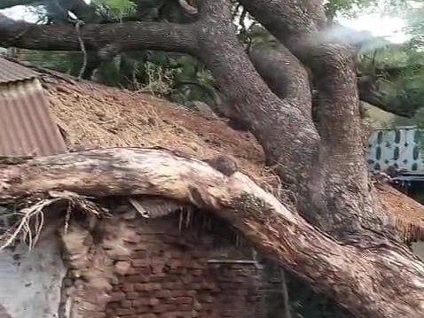 Tree fell on Maheshwar Road due to strong storm