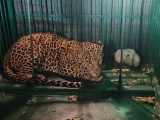 सफल रेस्क्यू ऑपरेशन से डोंगरगढ़ के लोगों ने राहत की सांस ली है।