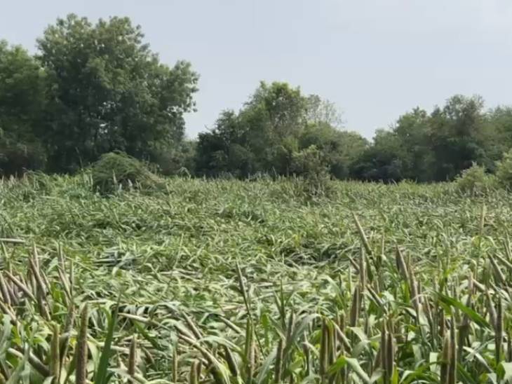 हवामान विभागाने पुढील ३ दिवस मध्यम पावसासह वादळांचा अंदाज वर्तवला आहे.