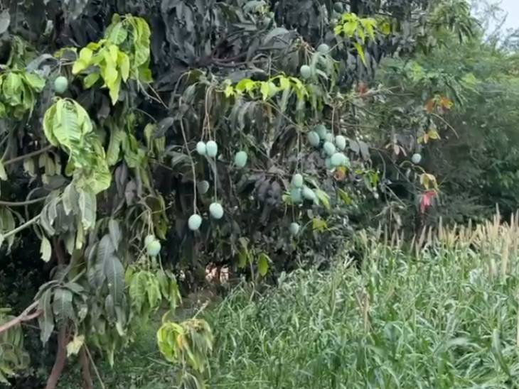 ३००० हेक्टर जमिनीवरील उभ्या बाजरीच्या पिकाचे नुकसान झाले.
