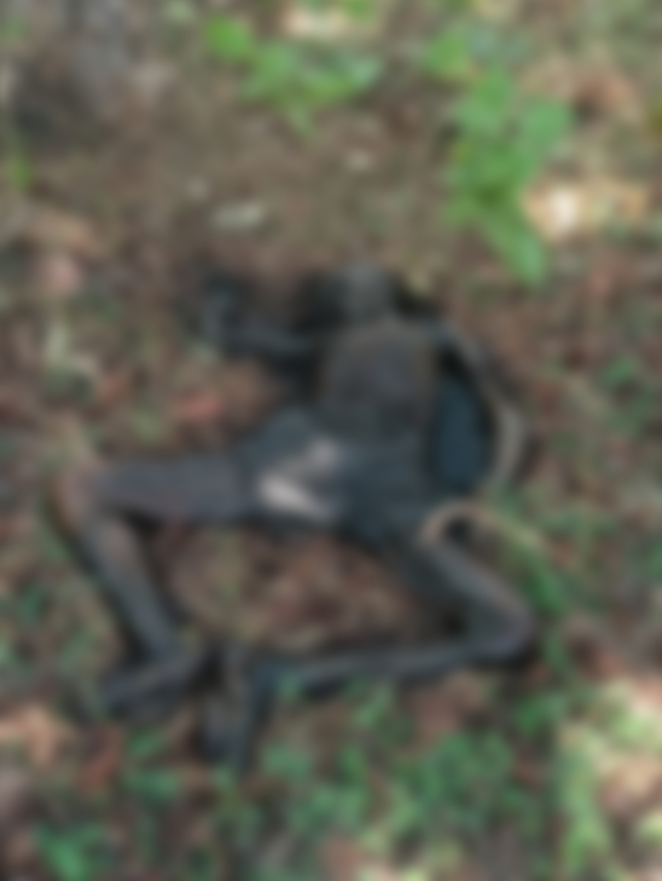 जंगल में मिली बुजुर्ग की सड़ी-गली लाश।