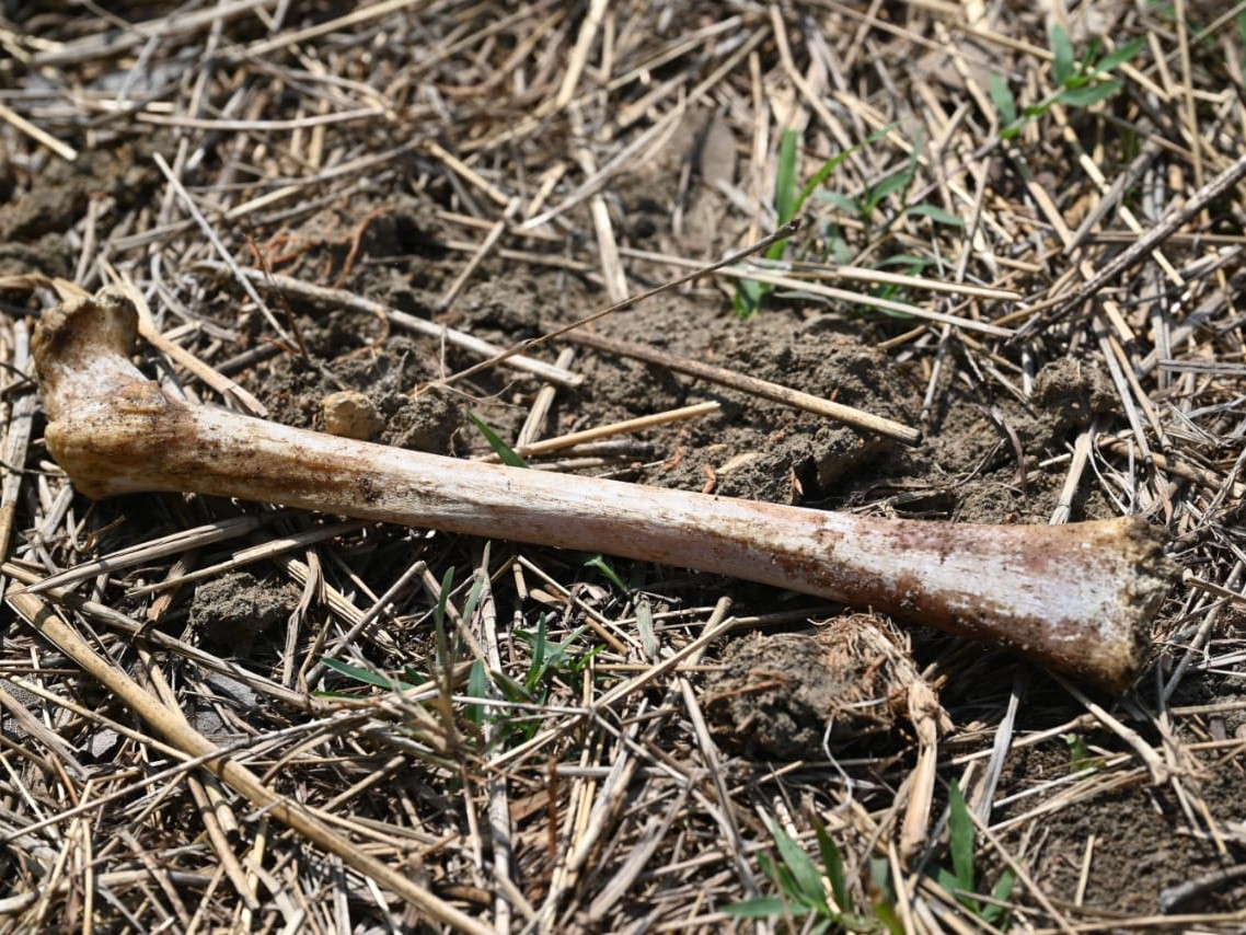 लोरमी में मौके से मिले मानव कंकाल के अवशेष।