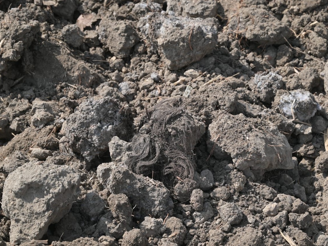 श्मशान घाट के पास मानव कंकाल के अवशेष पड़े हुए थे।