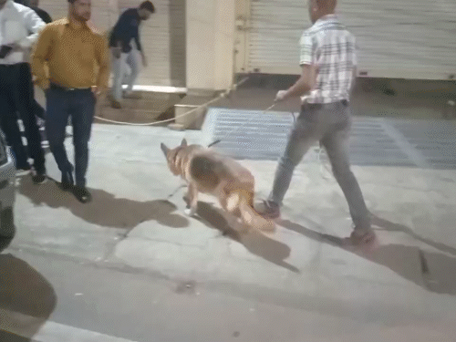 घटना के बाद देर रात मौके पर डॉग स्क्वायड की टीम जांच करने पहुंची।