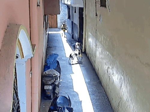 कुत्ते के हमले से बच्चा जमीन पर गिर गया।