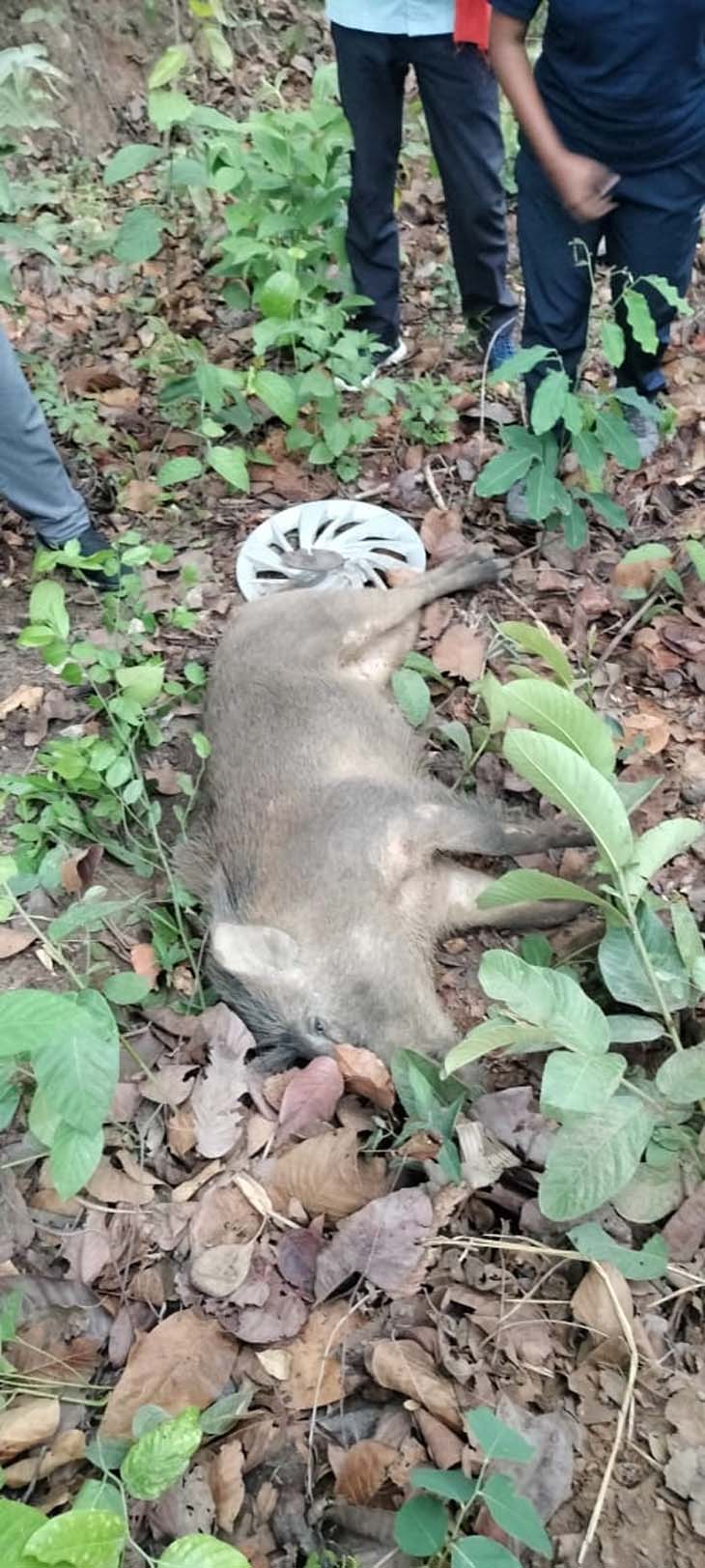 कार की टक्कर से जंगली सुअर की मौत।