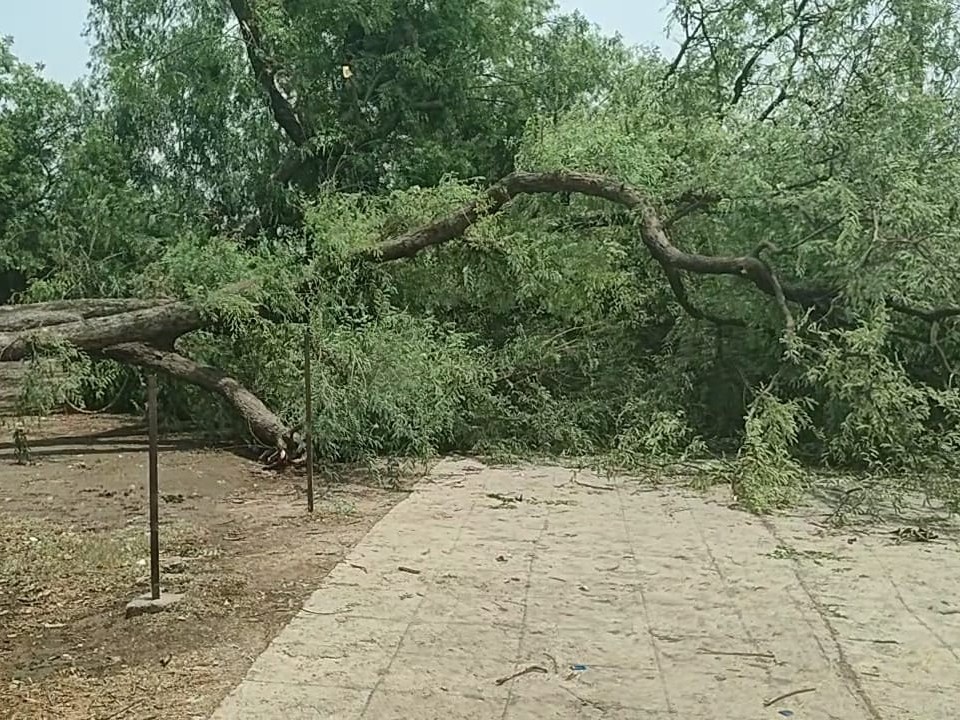 Tamarind tree fell in Sitapur due to strong storm | तेज आंधी से सीतापुर ...