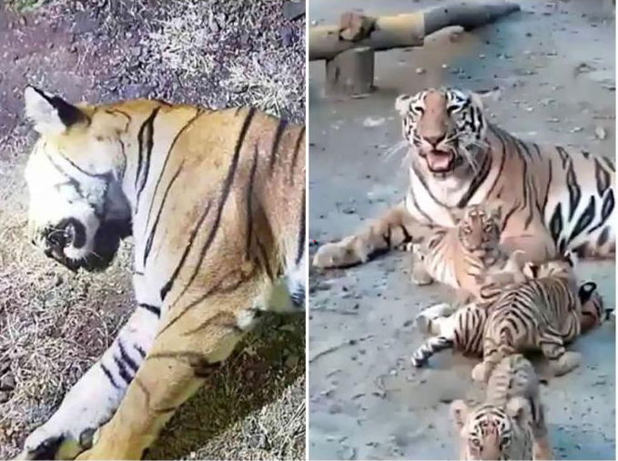 पहली तस्वीर उस वक्त की है, जब बाघिन कमली घायल अवस्था में मिली थी। दूसरी तस्वीर में कमली अपने तीन शावकों के साथ है।