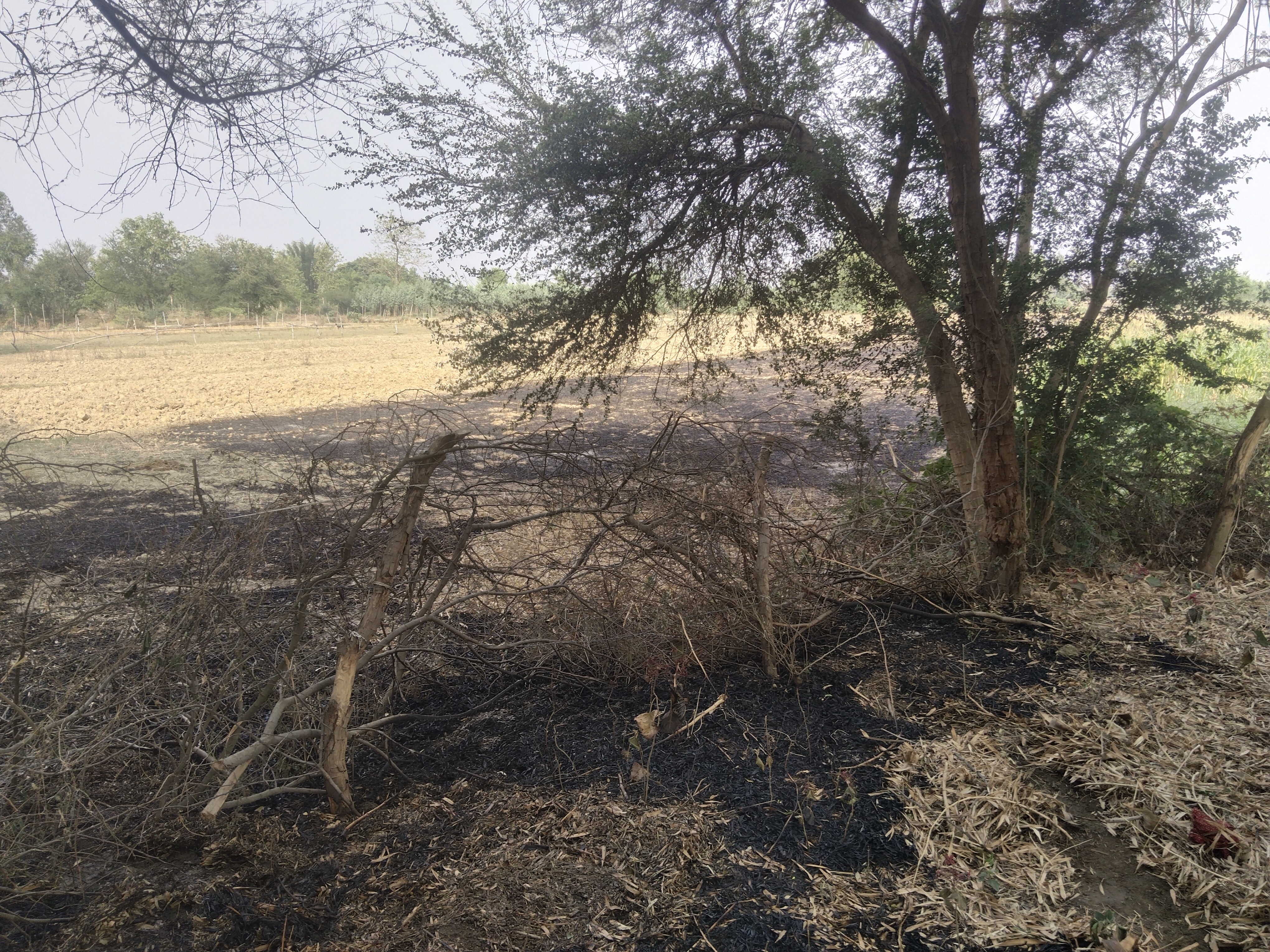 Fire caused by burning of wheat stalks in the field | खेत में गेहूं का ...