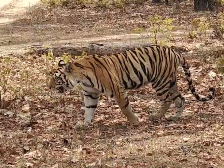बाघिन 'मौसी' अब जंगल में अकेली घूम कर रही है।