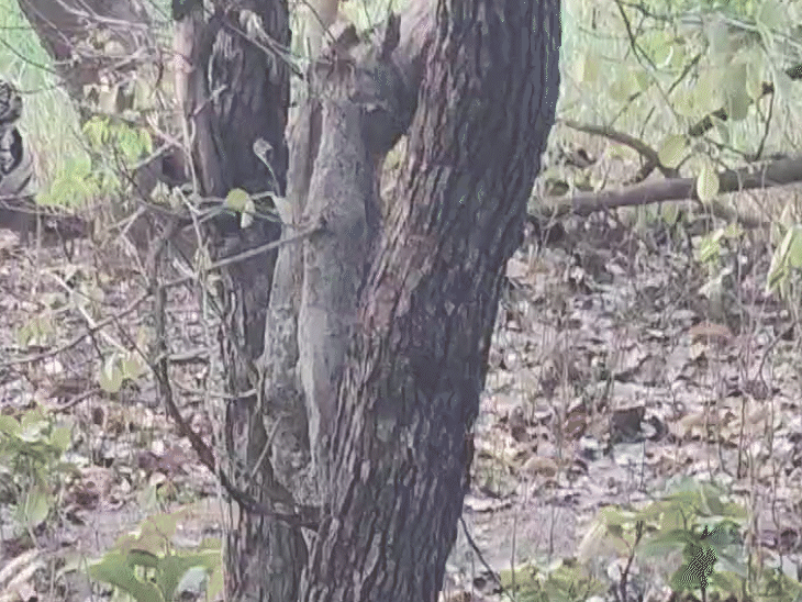 ये वीडियो 19 मई को सामने आया है, जिसमें चारों शावक अलग-अलग दिख रहे हैं।