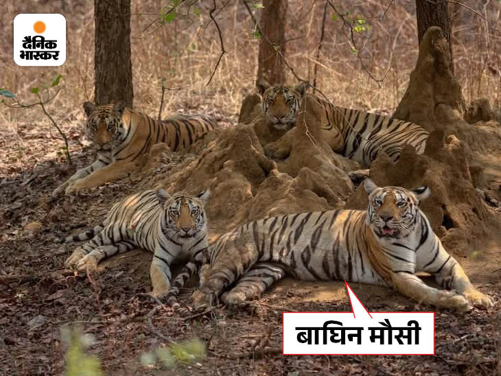 बाघिन मौसी ने पांचों शावकों को अपने से अलग कर दिया है।